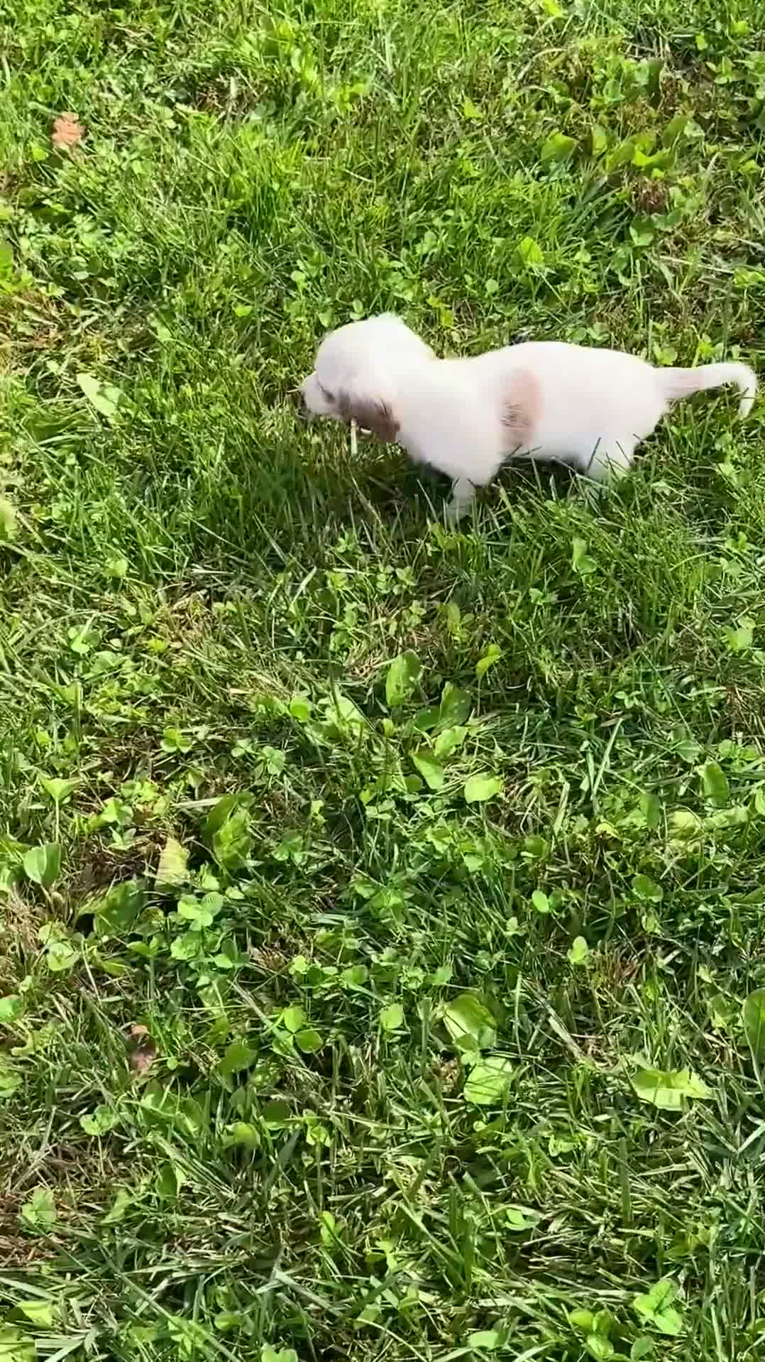 Miniature Dachshund dogs for sale: Miniature Dachshund 3 - Video 1