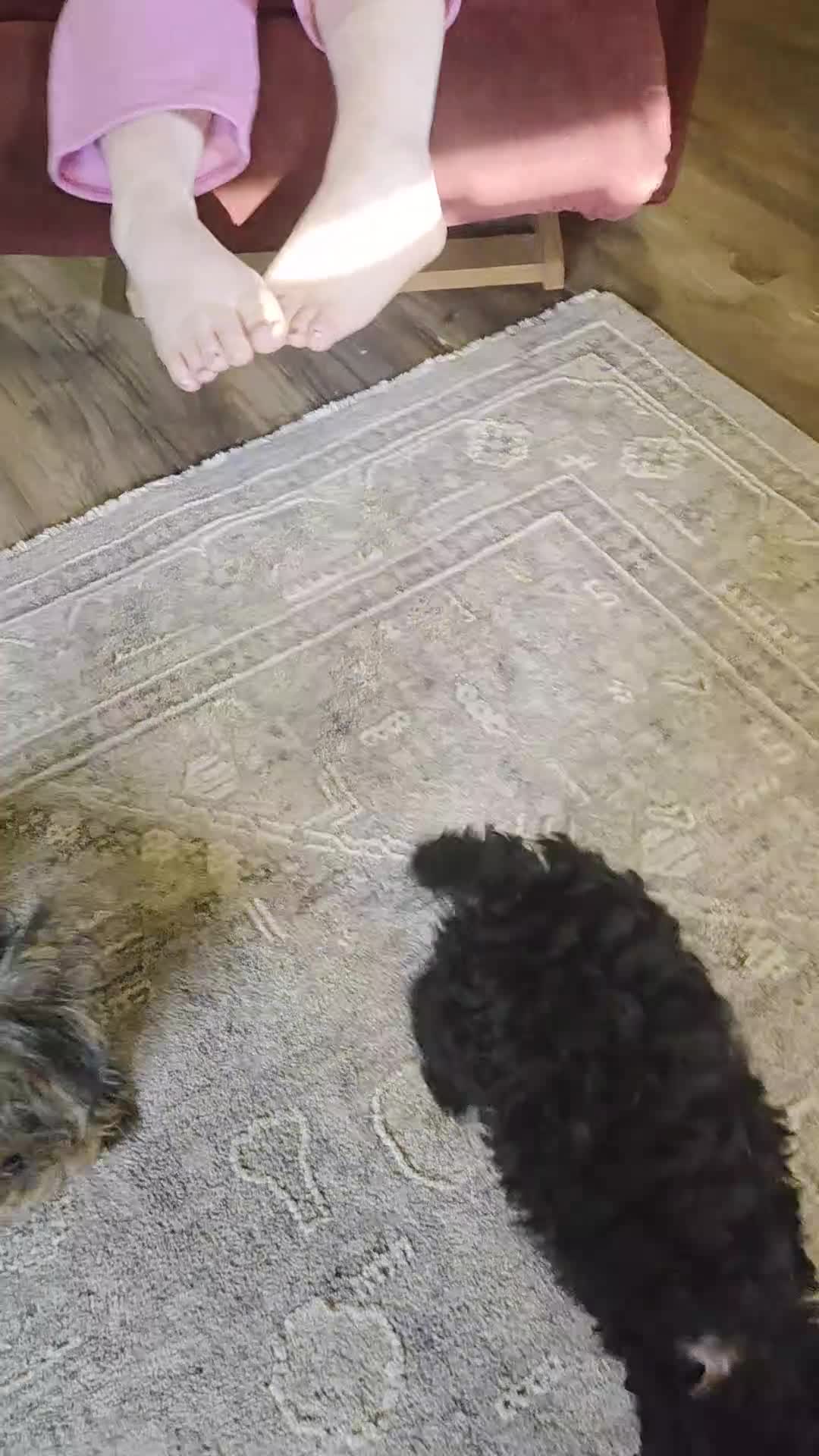 Bichpoo dogs for sale: Jade - Video 1