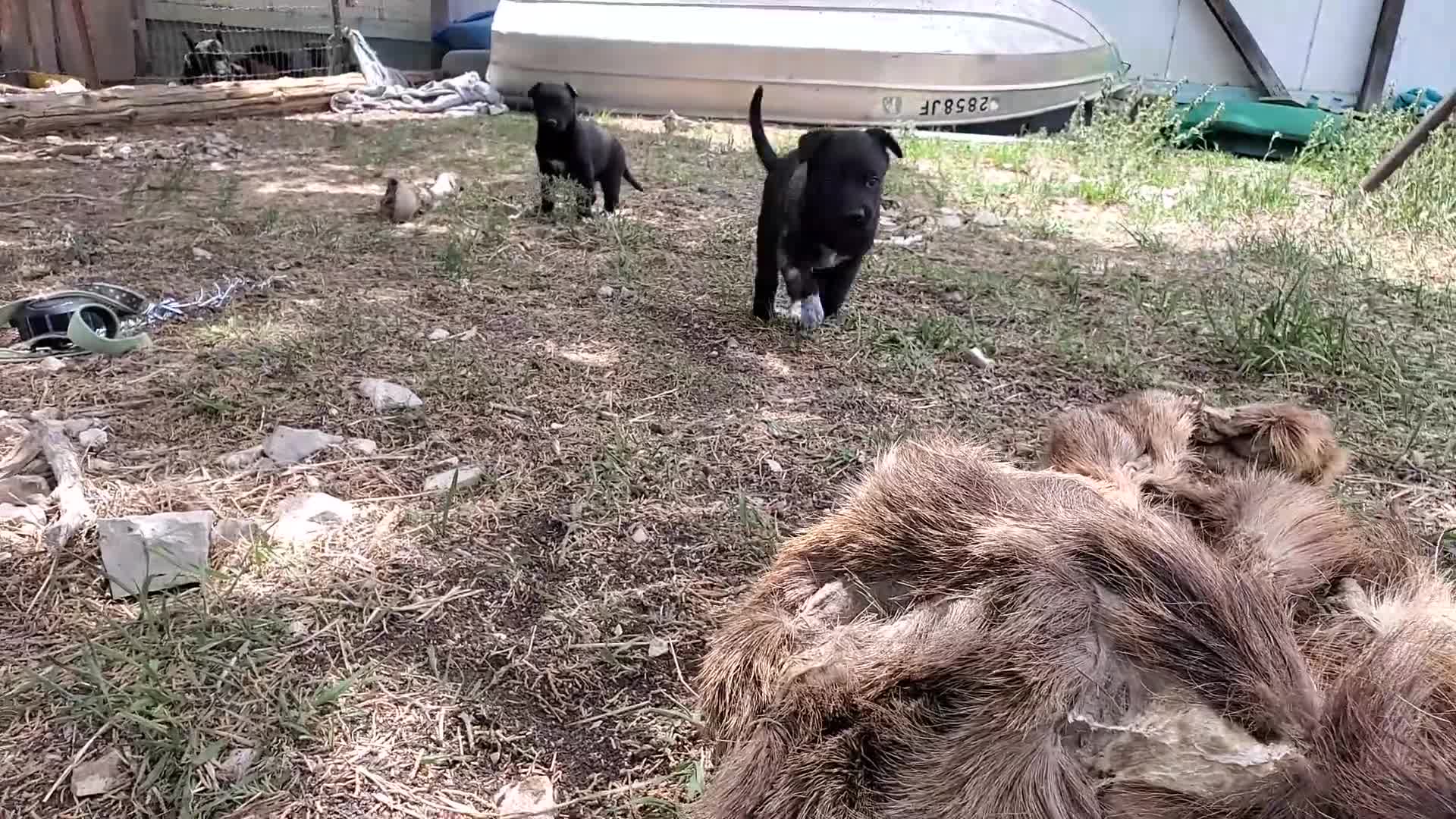 Mixed Breed dogs for sale: Jr. Mits - Video 1