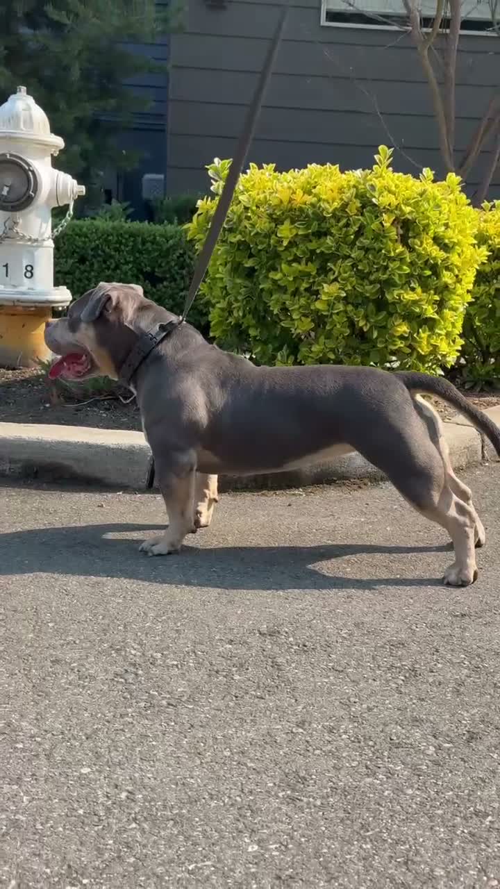 American Bully dogs for sale: Beautiful Tri-Color Adult Female American Bully - Video 1