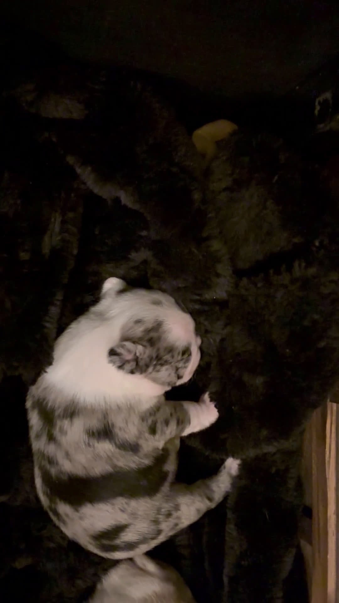 Mixed Breed dogs for sale: Boston terrier - Video 1