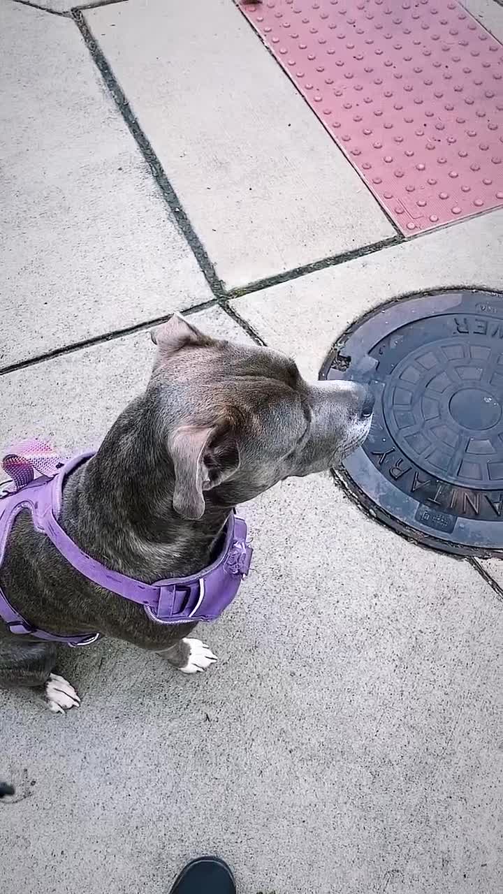 Mixed Breed dogs for sale: Husky pit mix  - Video 1