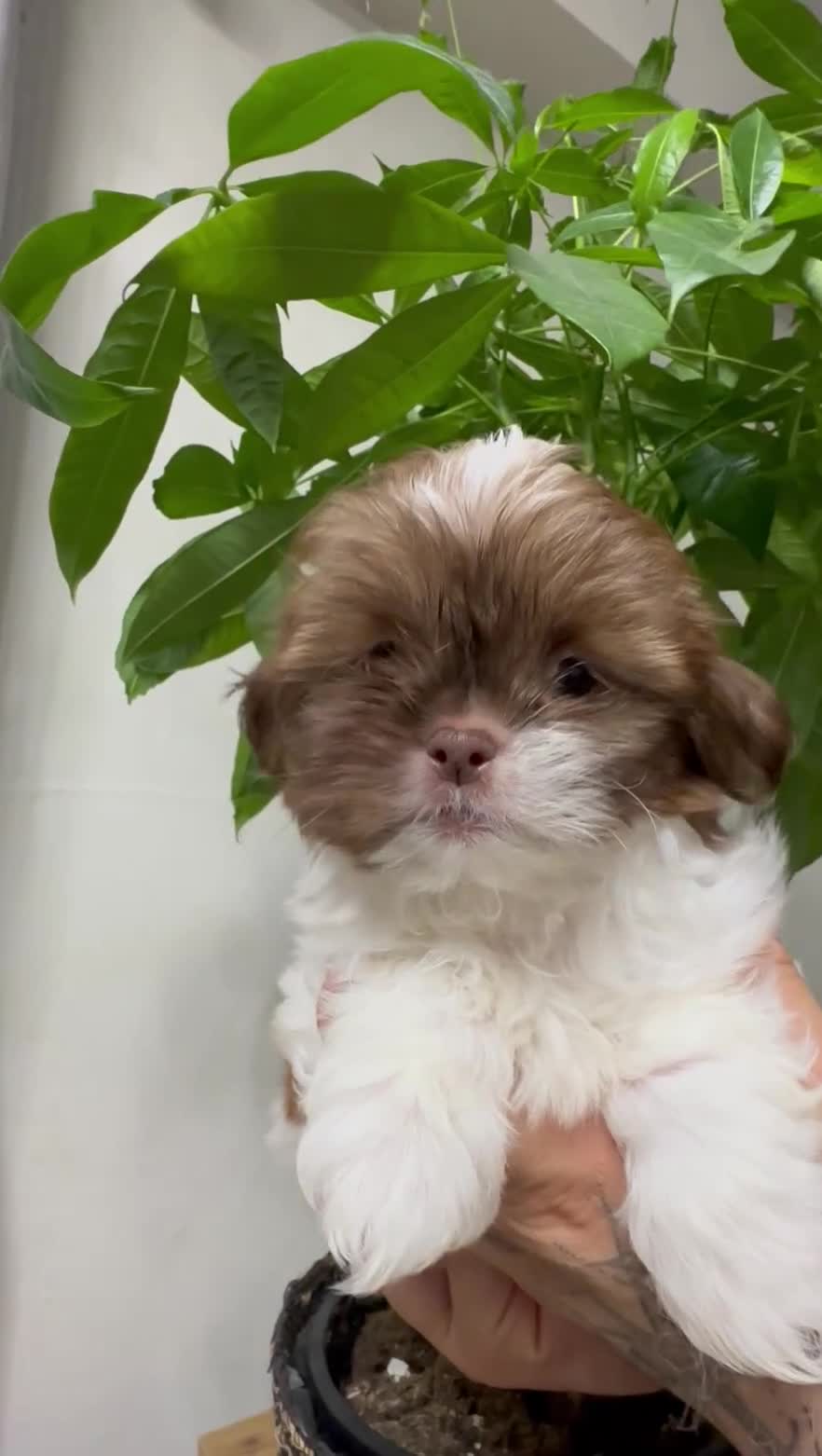 Shih Tzu dogs for sale: Max - Video 1