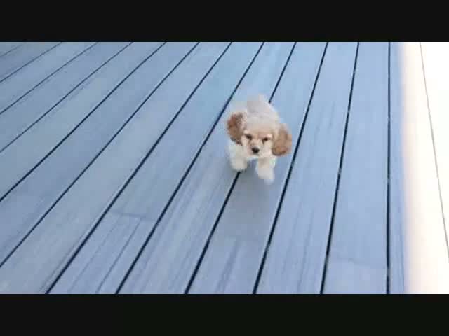 Cocker Spaniel dogs for sale: Flame - Video 1