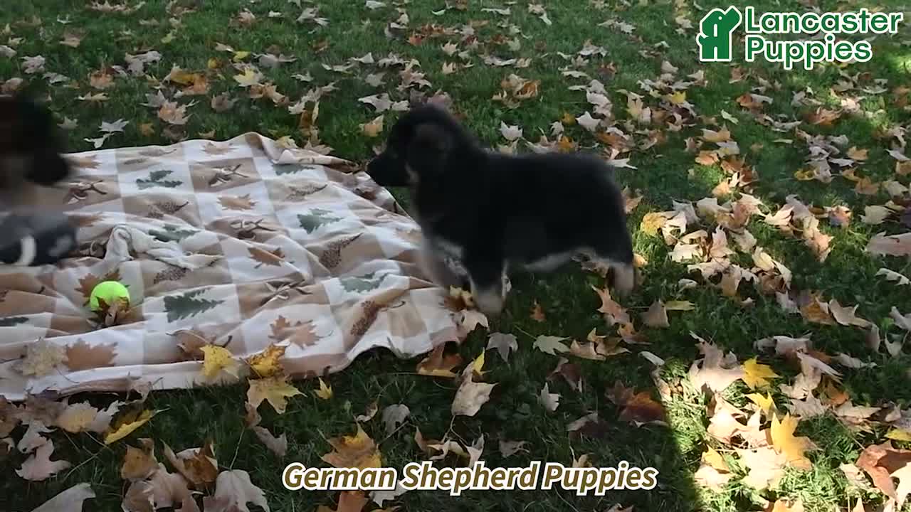 German Shepherd dogs for sale: Megan - Video 1