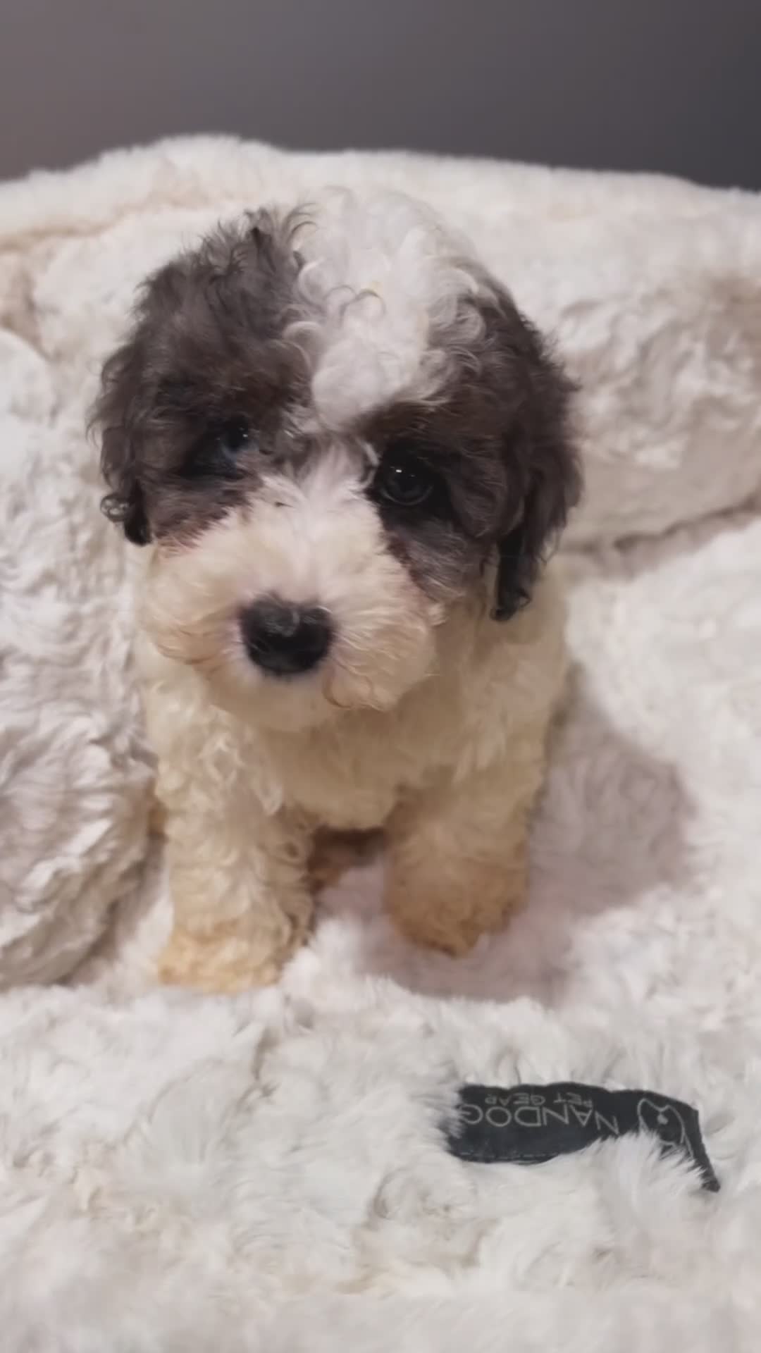 Toy Poodle dogs for sale: Bubbles  - Video 1