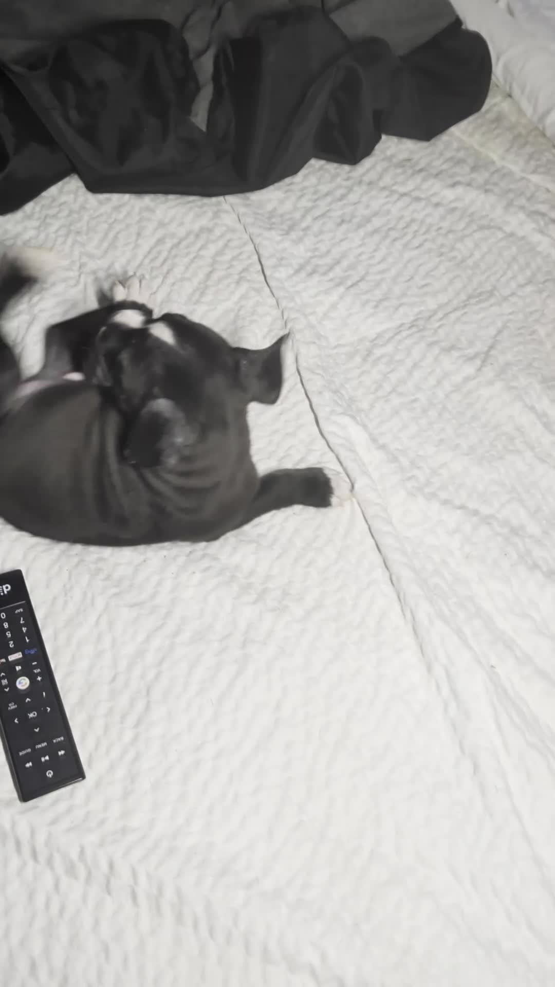 American Pit Bull Terrier dogs for sale: Bubba - Video 1