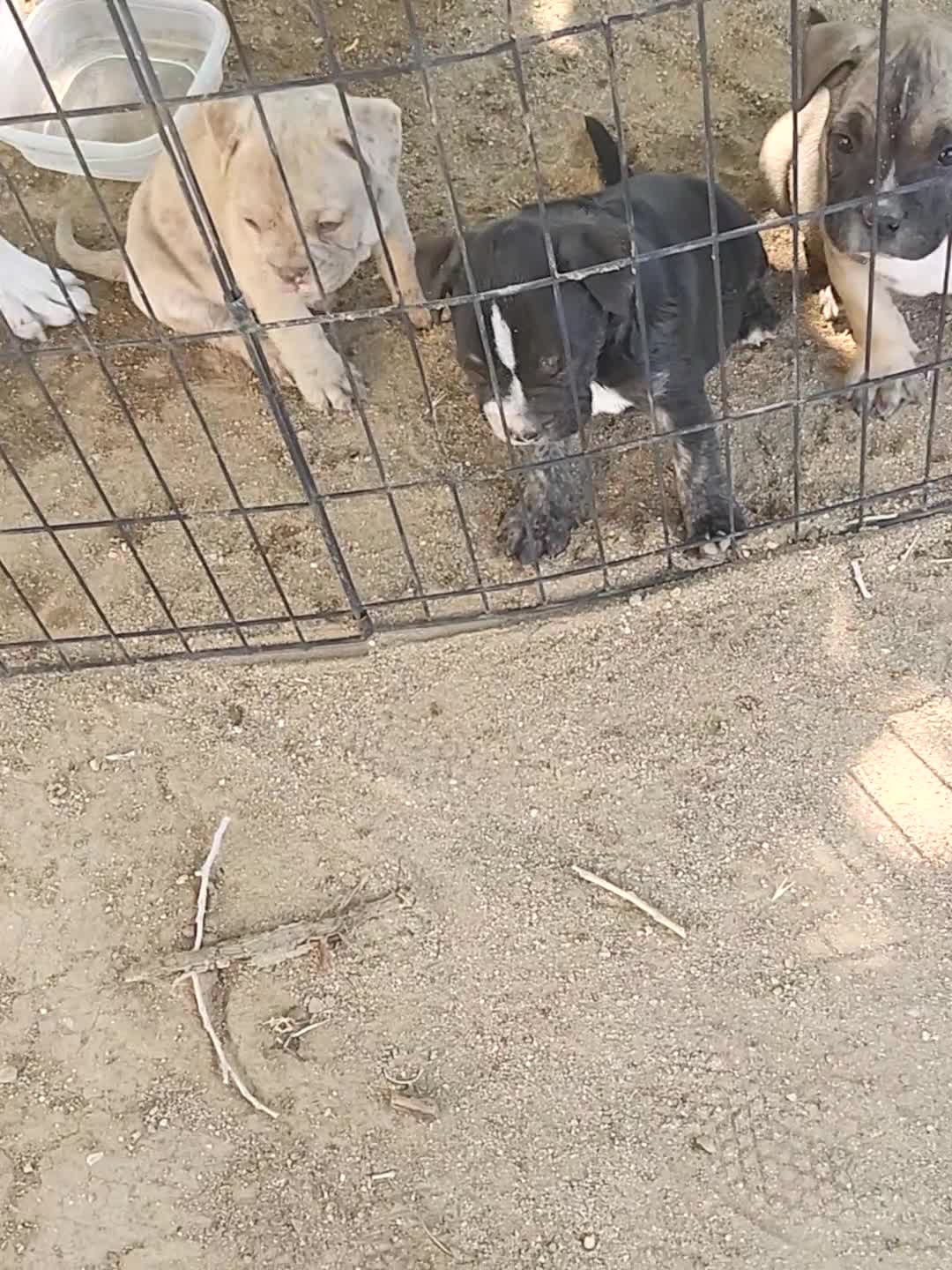 Mixed Breed dogs for sale: Mixed Breed 1 - Video 4