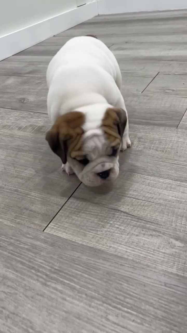 Beabull dogs for sale: Max - Video 1