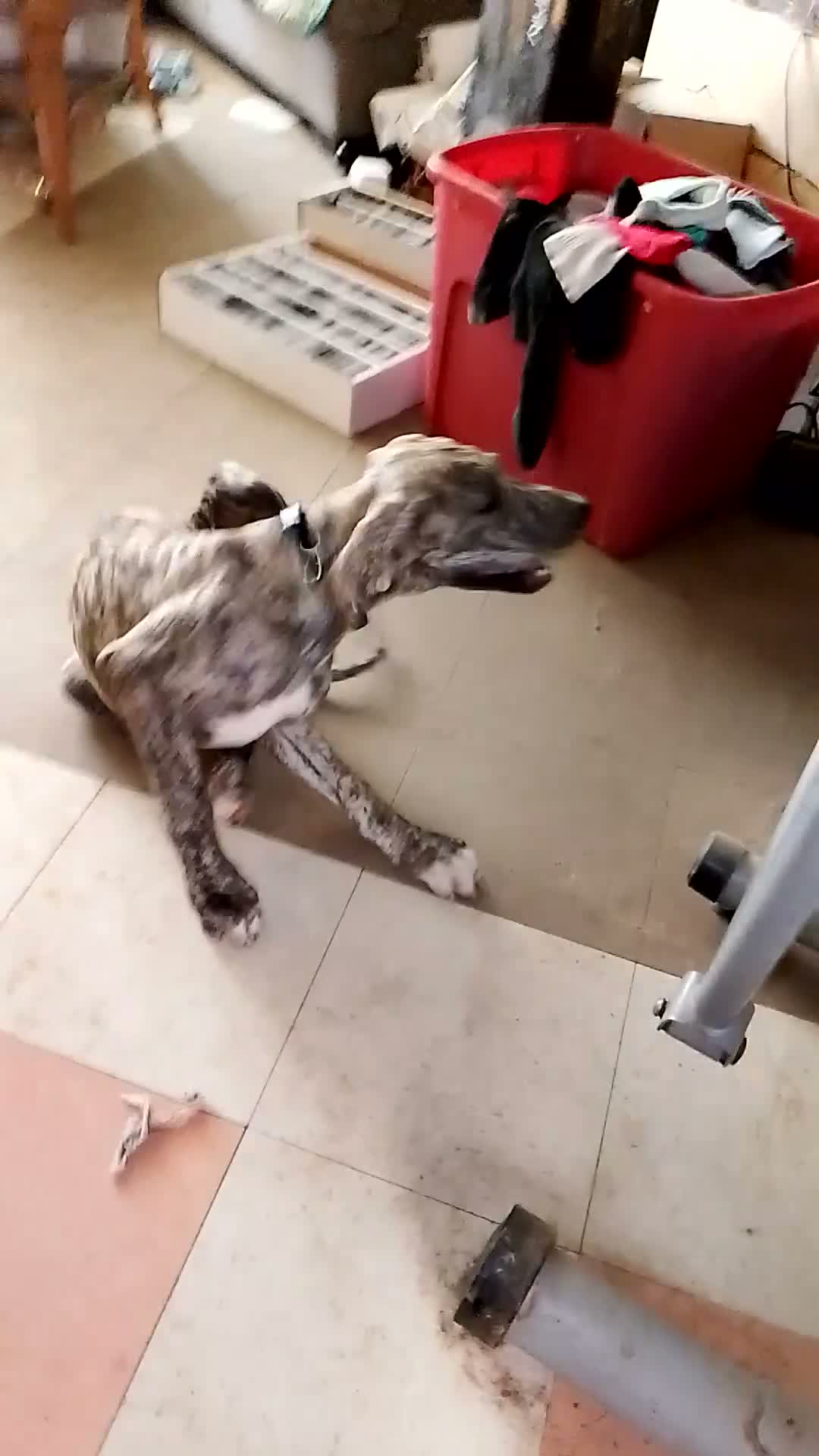 Great Dane dogs for sale: Great Dane 7 - Video 5