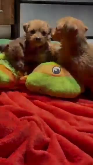 Mixed Breed dogs for sale: Mixed Breed 1 - Video 1