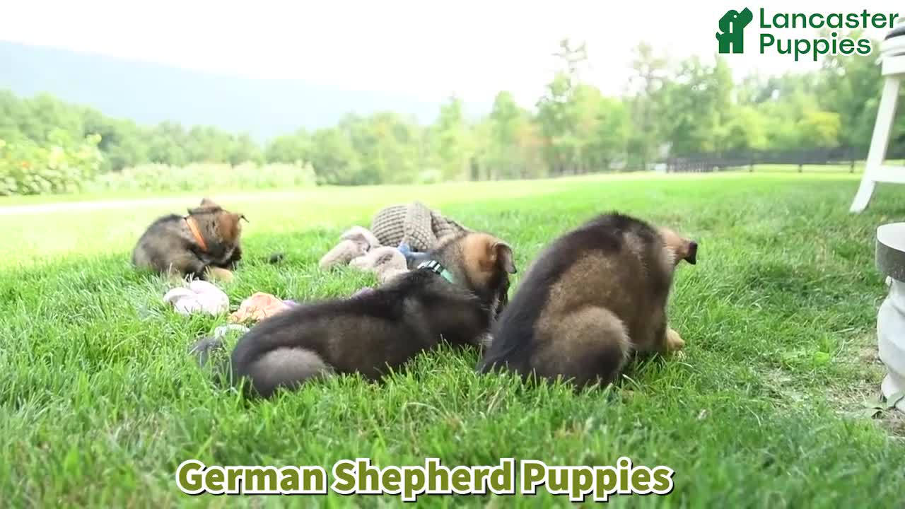 German Shepherd dogs for sale: Oasis - Video 1