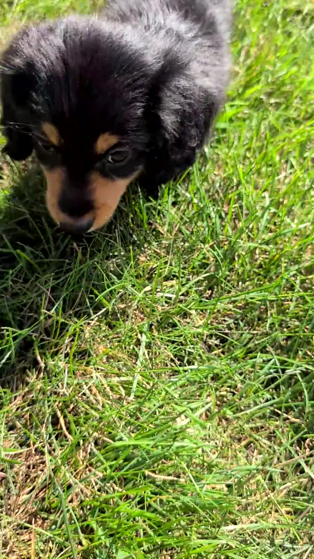 Miniature Dachshund dogs for sale: Riley - Video 1
