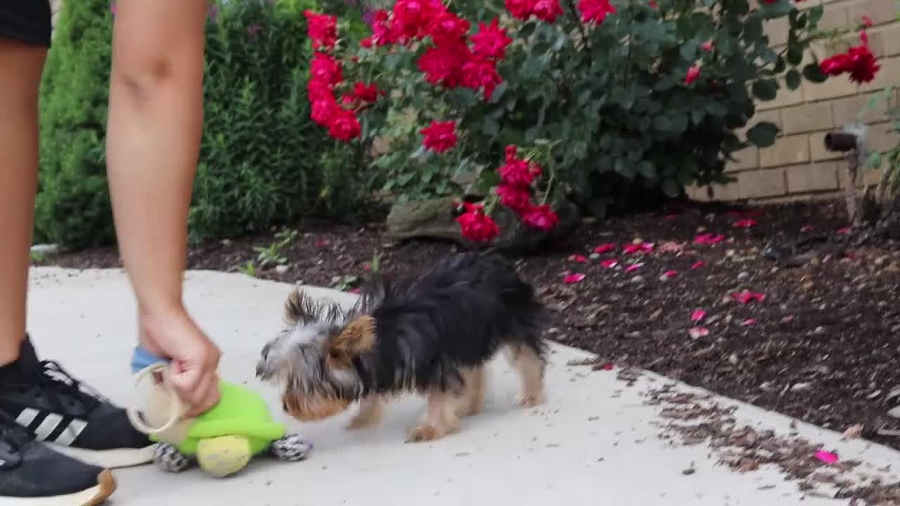 Yorkshire Terrier dogs for sale: Ollie - Video 1