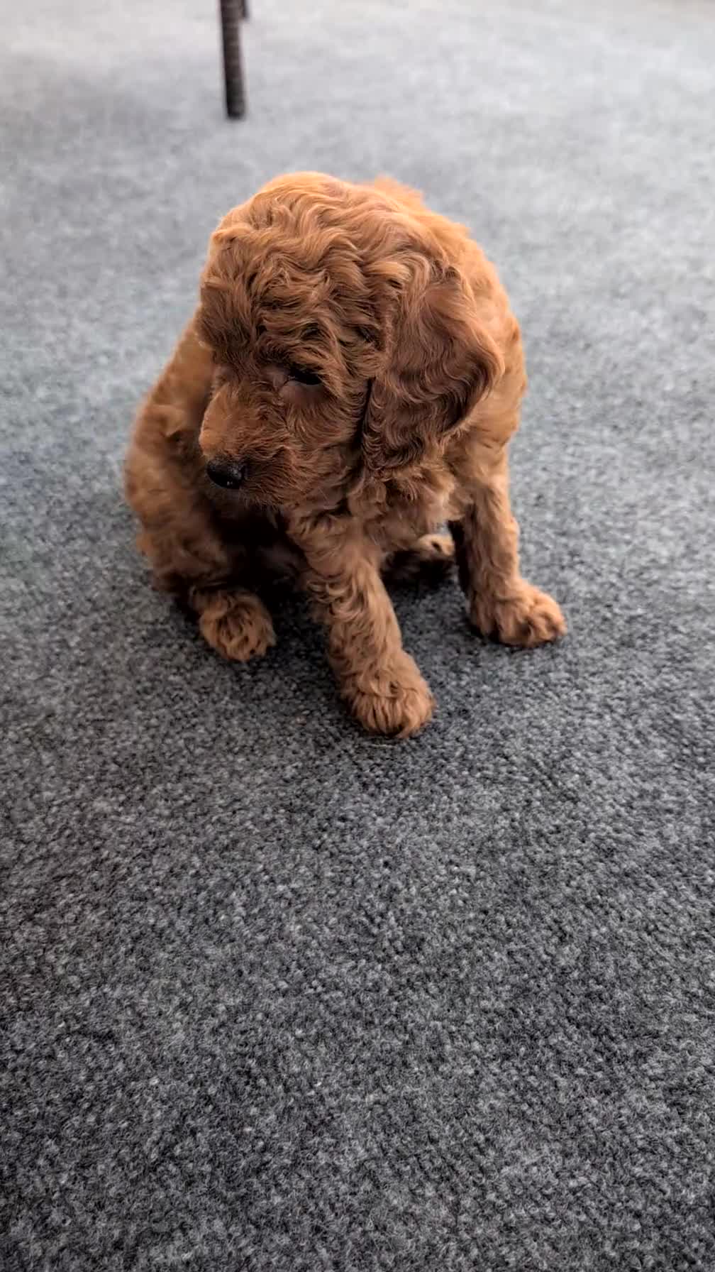 Toy Poodle dogs for sale: Vic - Video 1