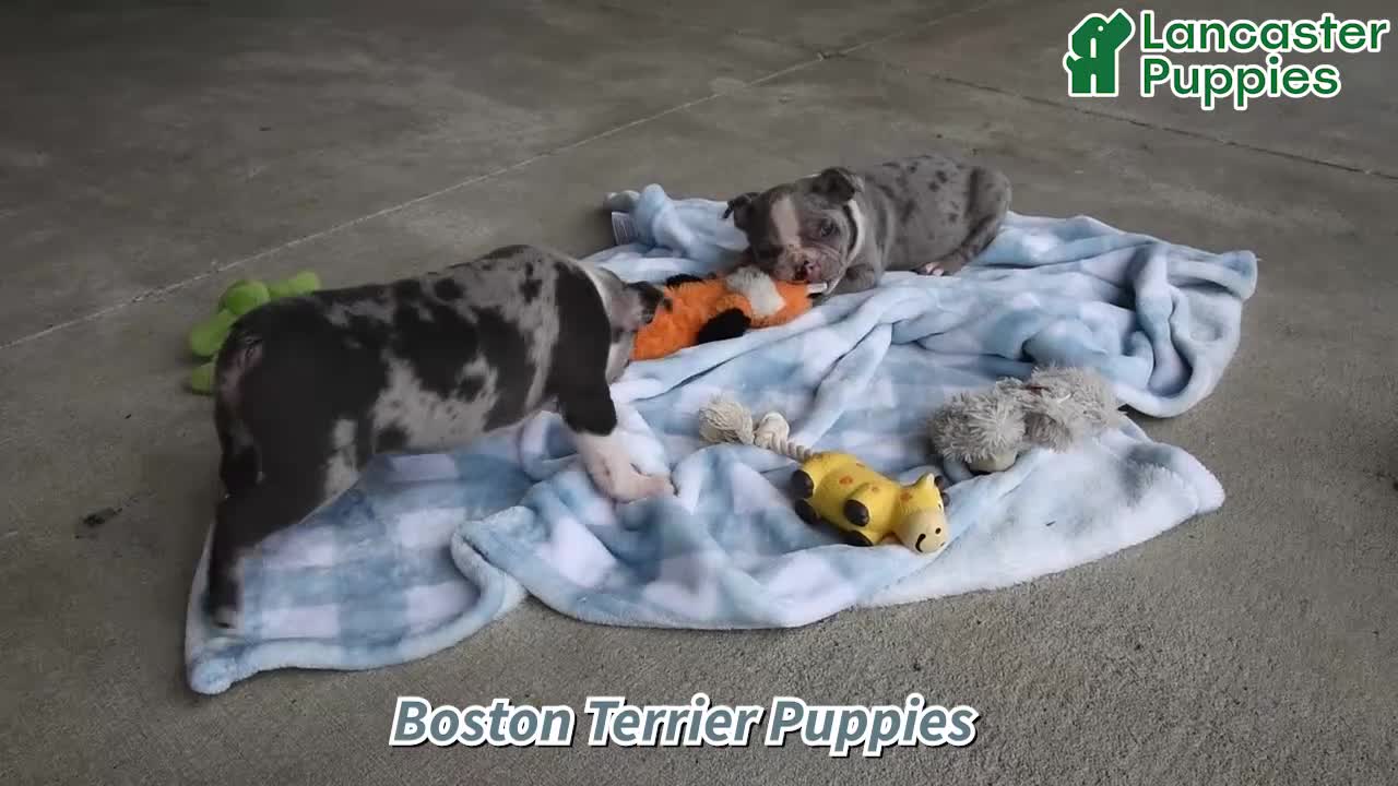 Boston Terrier dogs for sale: Baxter - Video 1