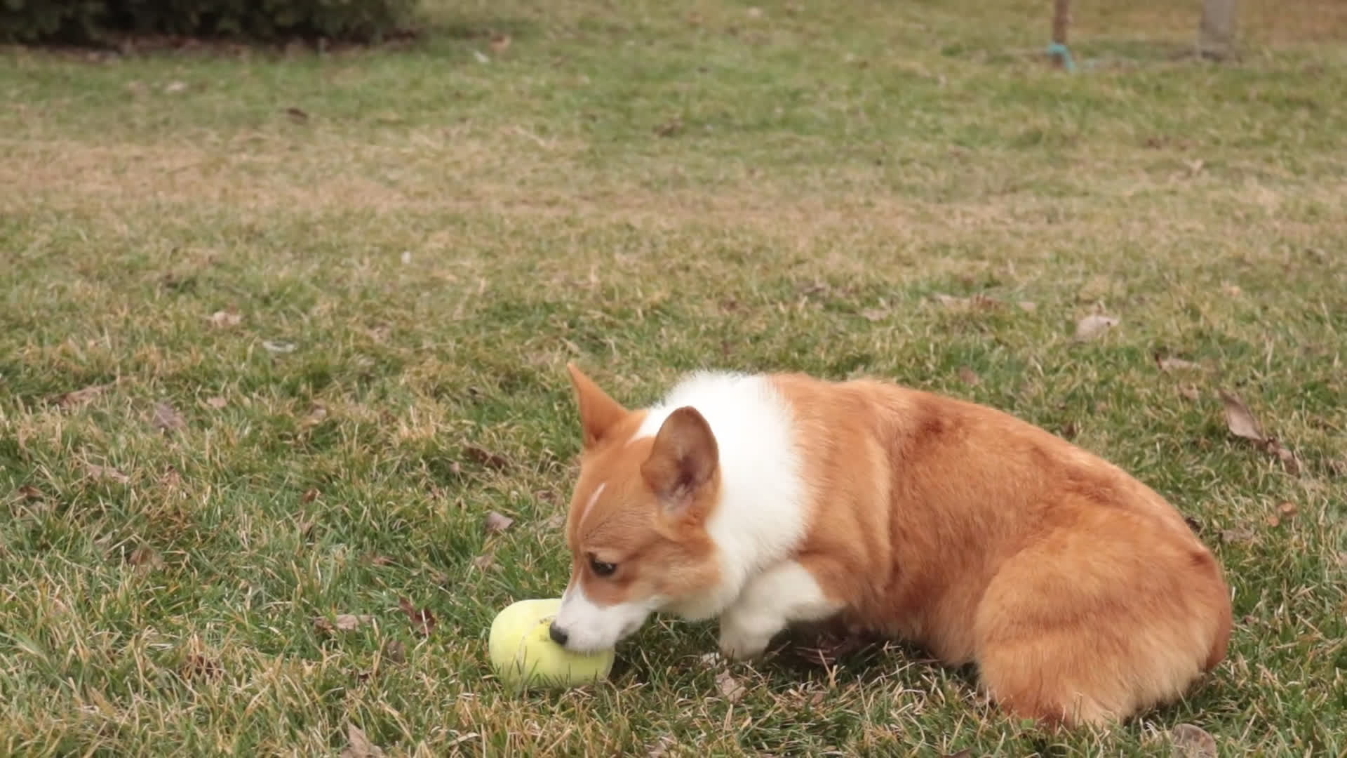 Welsh Corgi Pembroke dogs for sale: Steele - Video 1