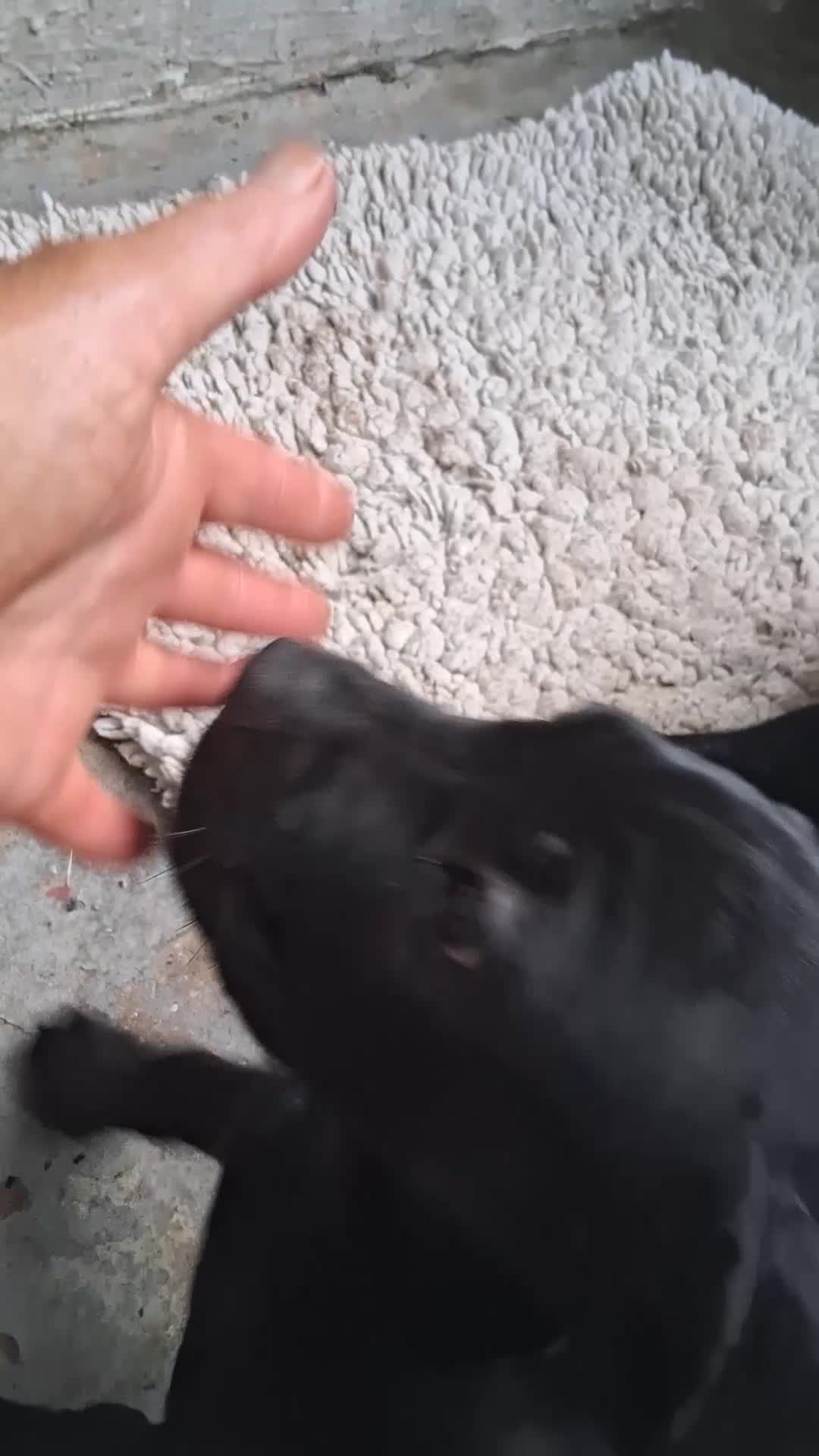 Cane Corso dogs for sale: Cane Corso 6 - Video 1