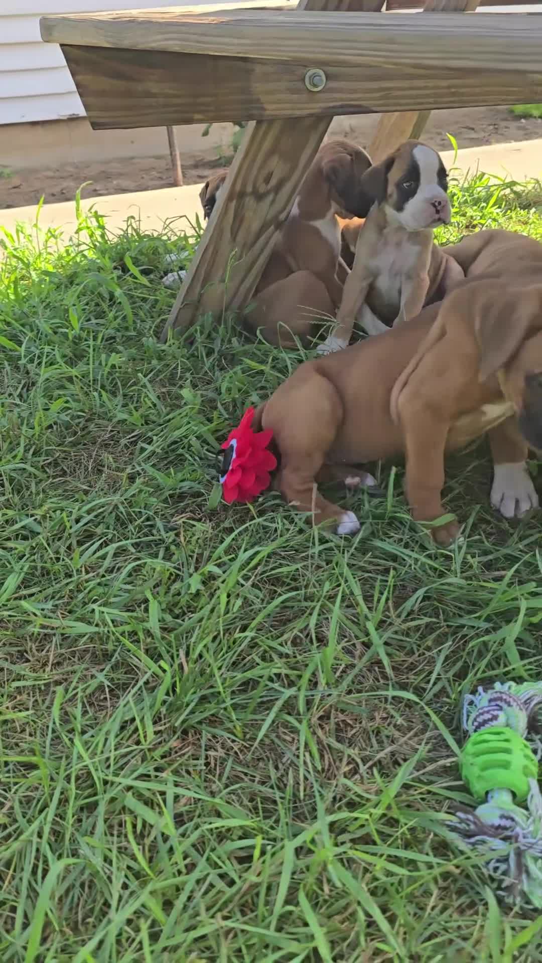 Boxer dogs for sale: Beverly - Video 1