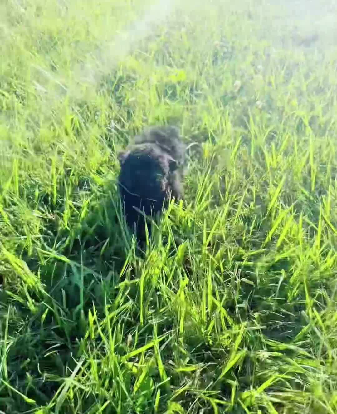 Toy Poodle dogs for sale: Niblet AKC - Video 1