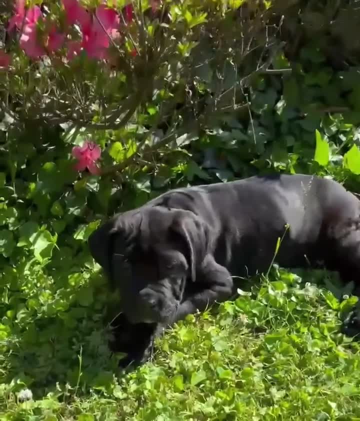 Cane Corso dogs for sale: SPARTAN - Video 1