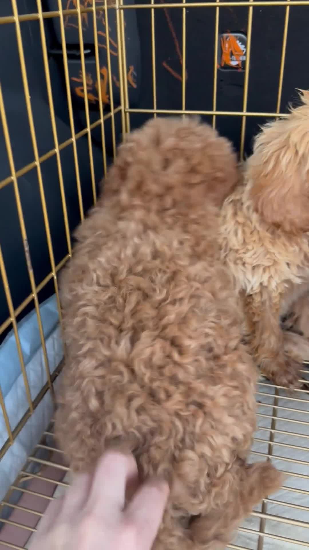 Mini Goldendoodle dogs for sale: Mini Goldendoodle 3 - Video 1