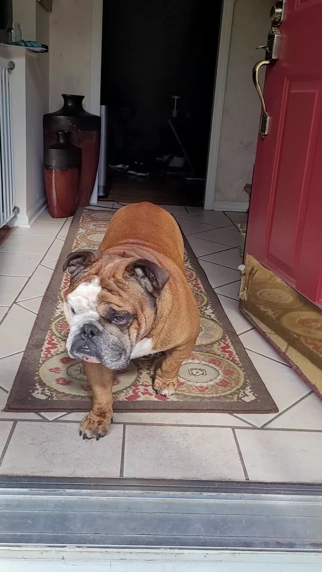 English Bulldog dogs for stud: Michelin - Video 3