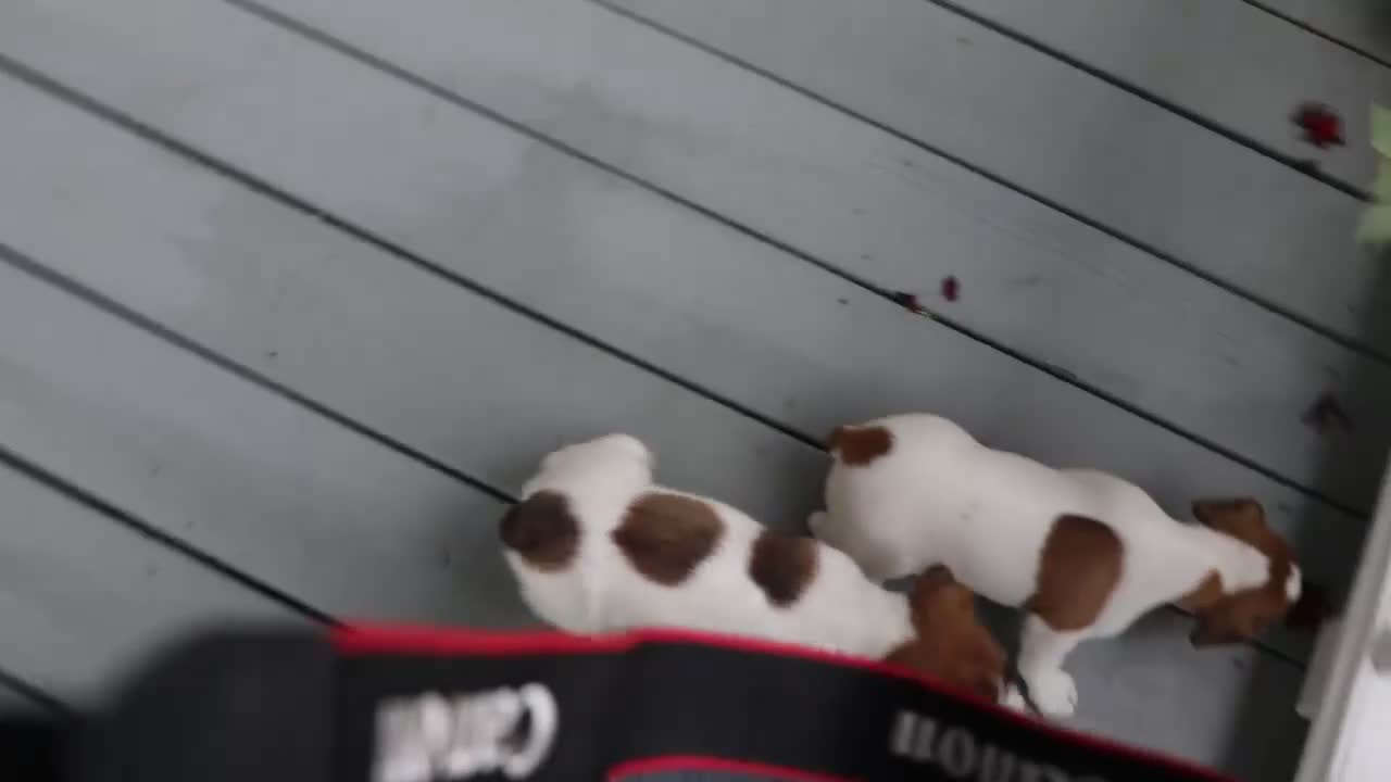 Jack Russell Terrier dogs for sale: Rosie - Video 1
