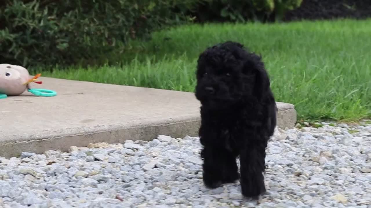 Cavapoo dogs for sale: Cosby - Video 2
