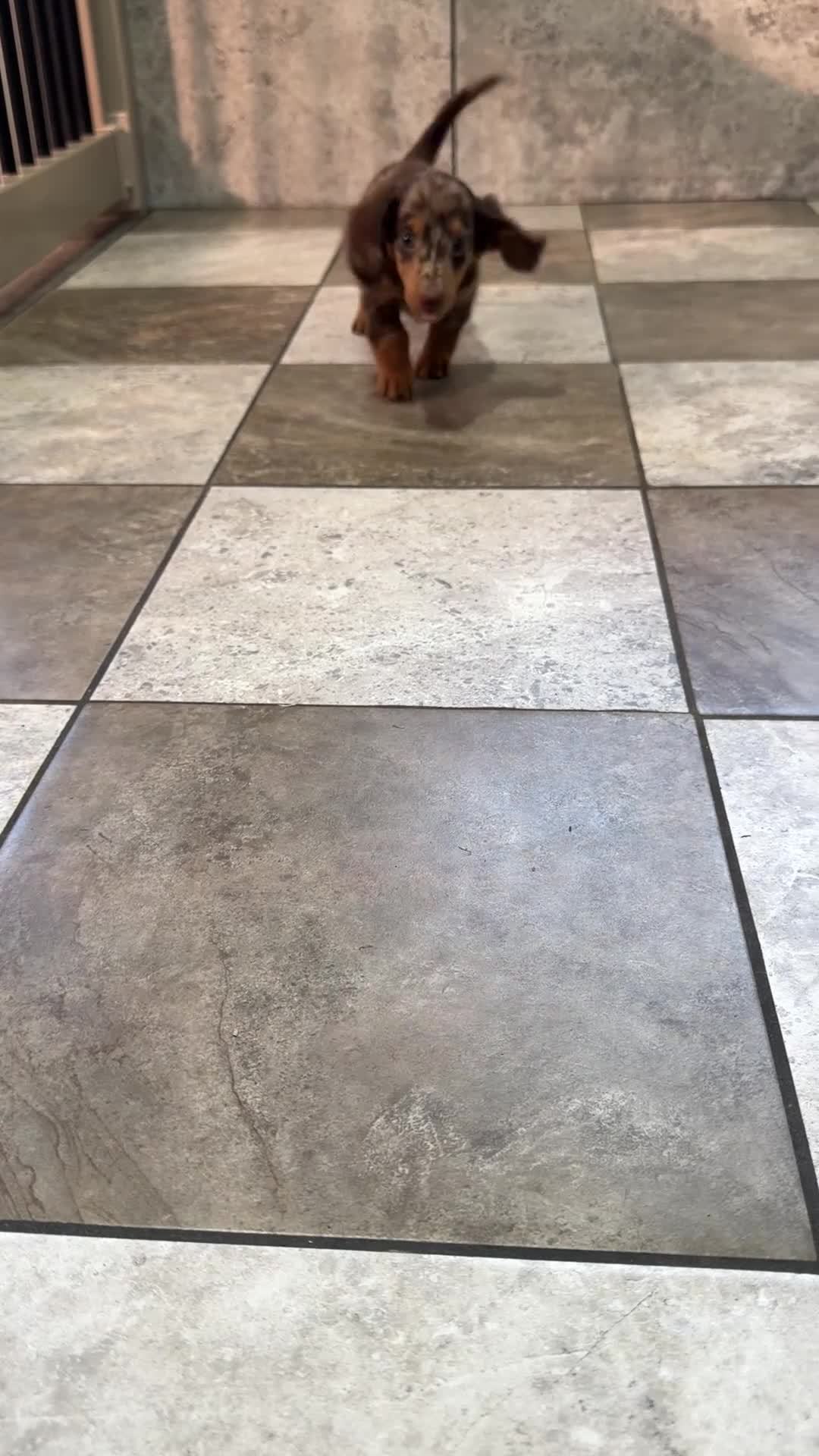 Miniature Dachshund dogs for sale: Axel - Video 1