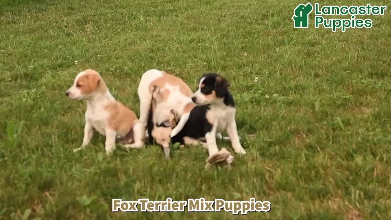 Teddy Roosevelt Terrier dogs for sale: Jack  - Video 1