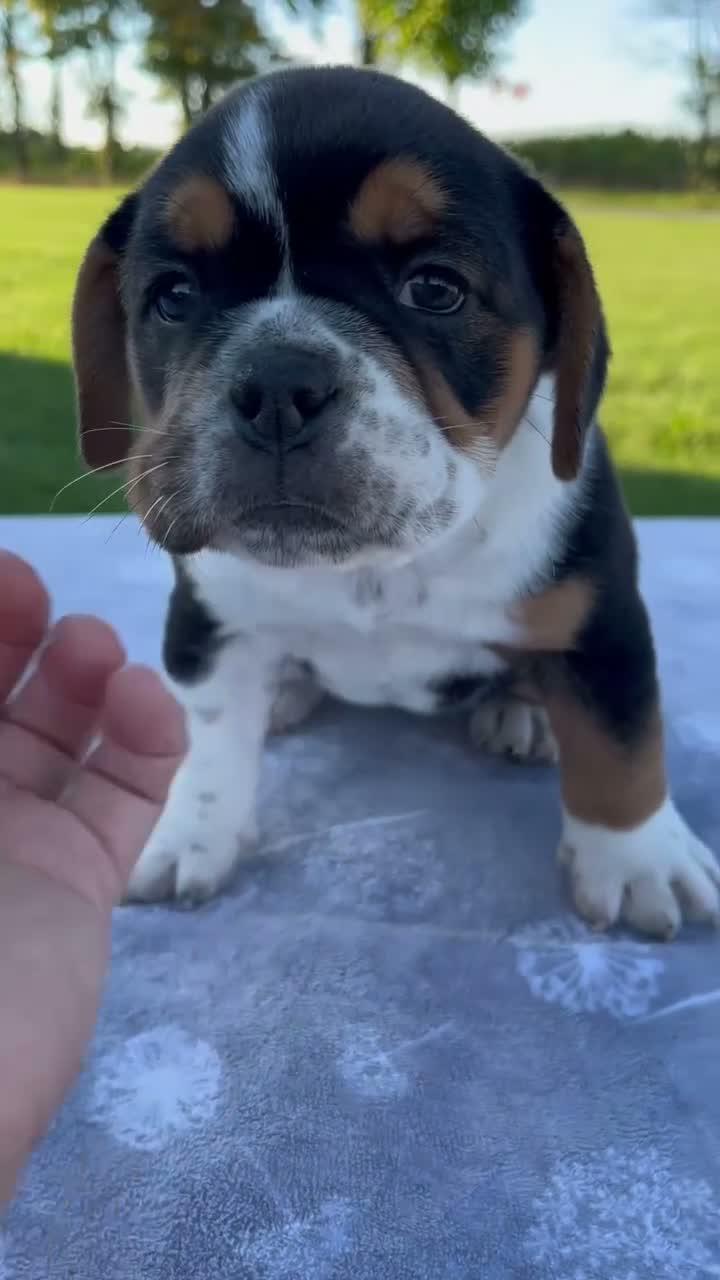 Beabull dogs for sale: Alice - Video 1