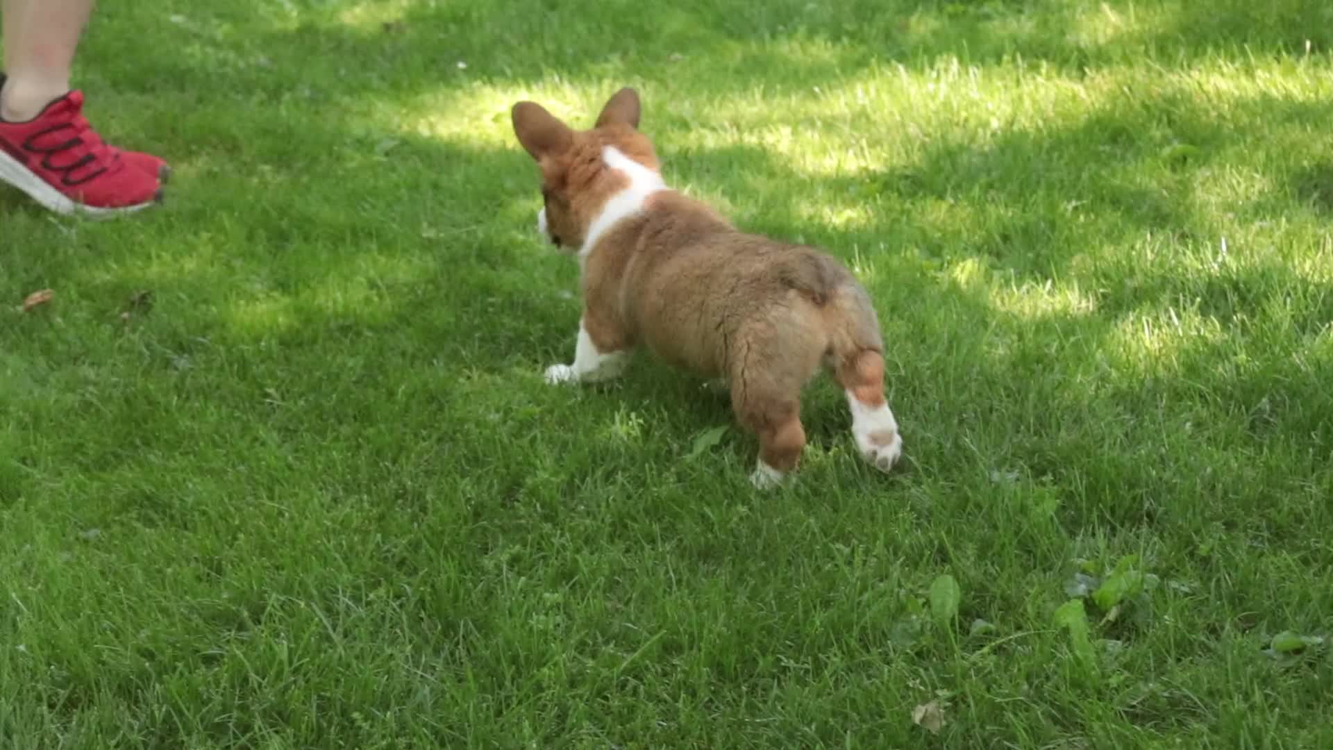 Welsh Corgi Pembroke dogs for sale: Giselle - Video 1