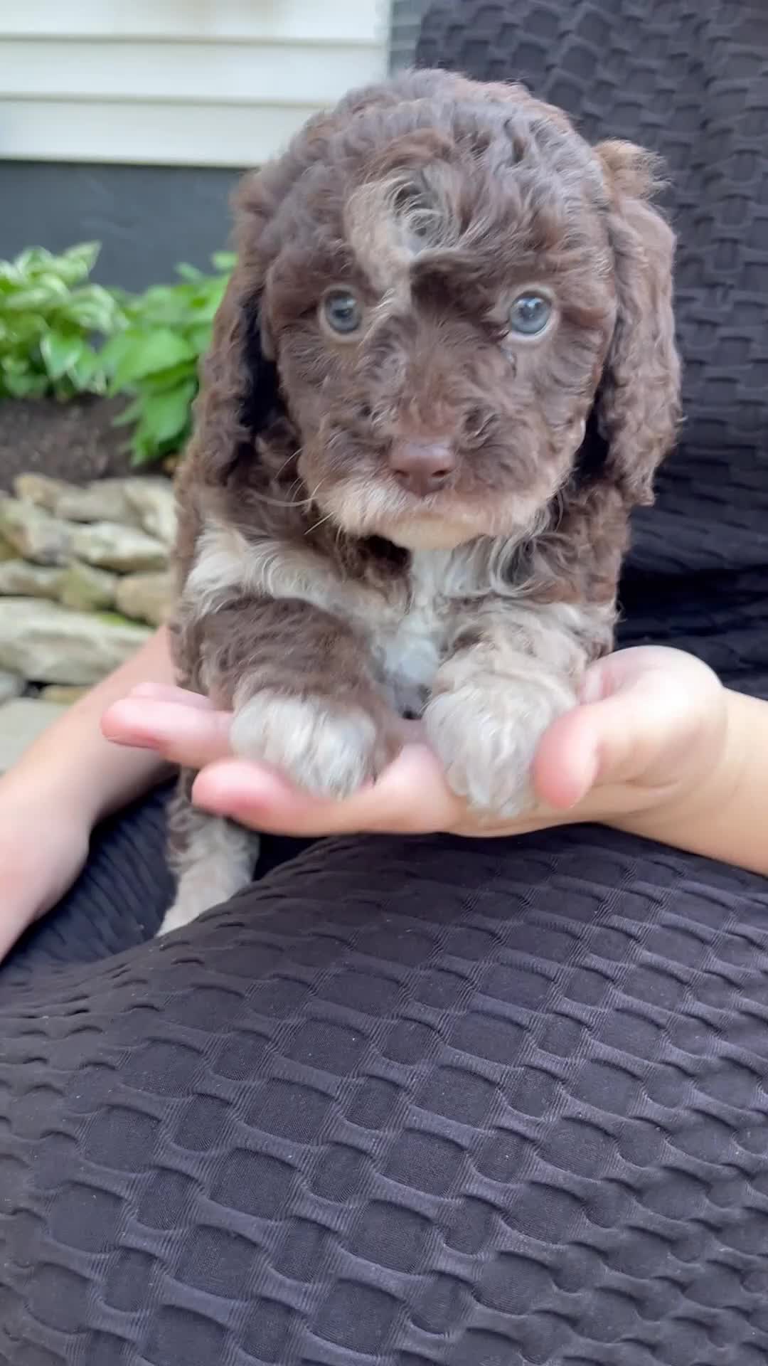 Mixed Breed dogs for sale: Fern - Video 1