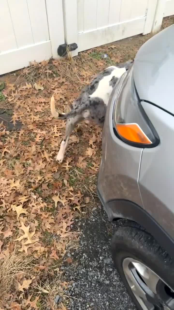 Mixed Breed dogs for sale: Mixed Breed Puppy 7 - Video 4