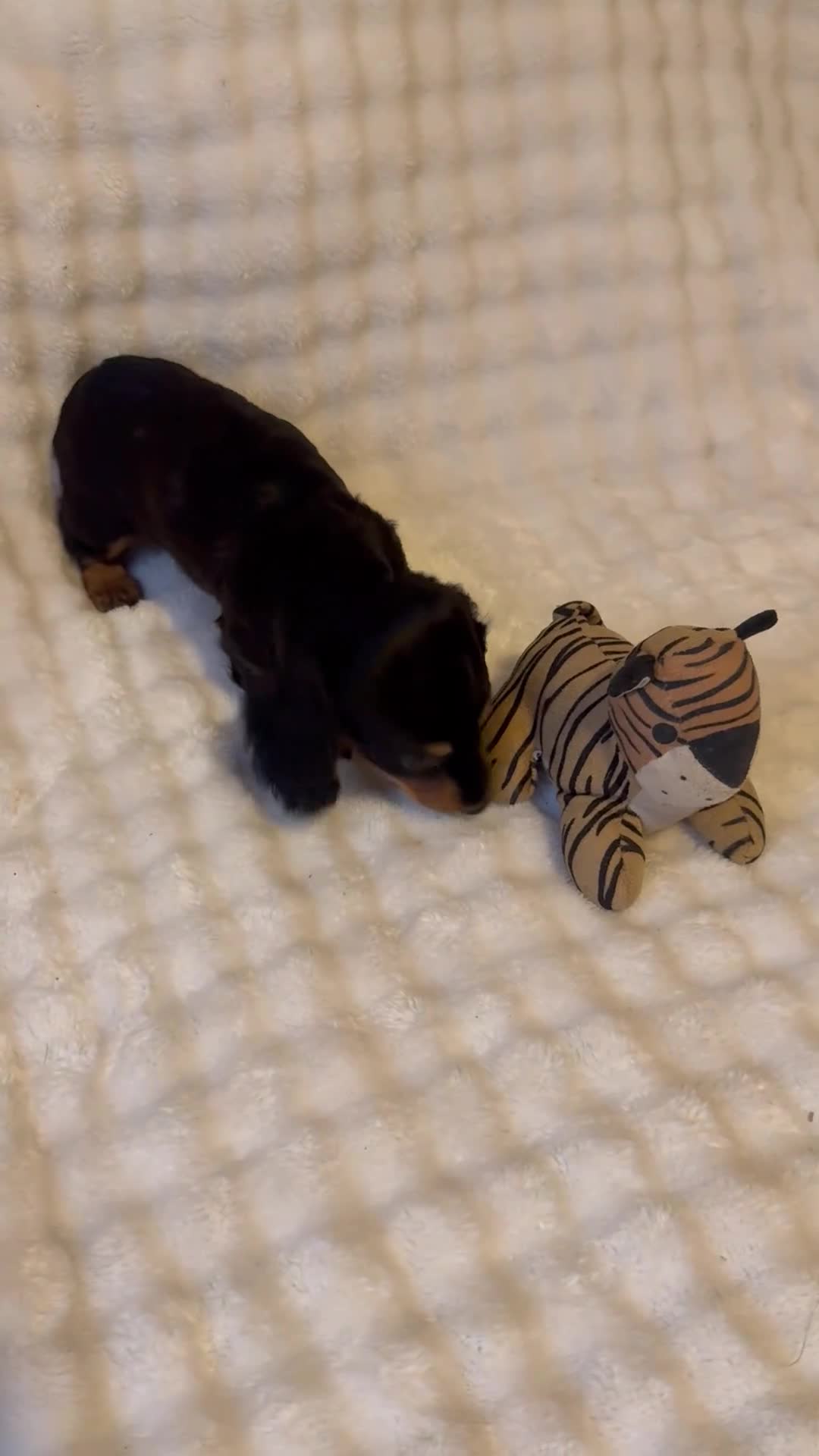 Miniature Dachshund dogs for sale: Long haired mini *Tilly* - Video 1