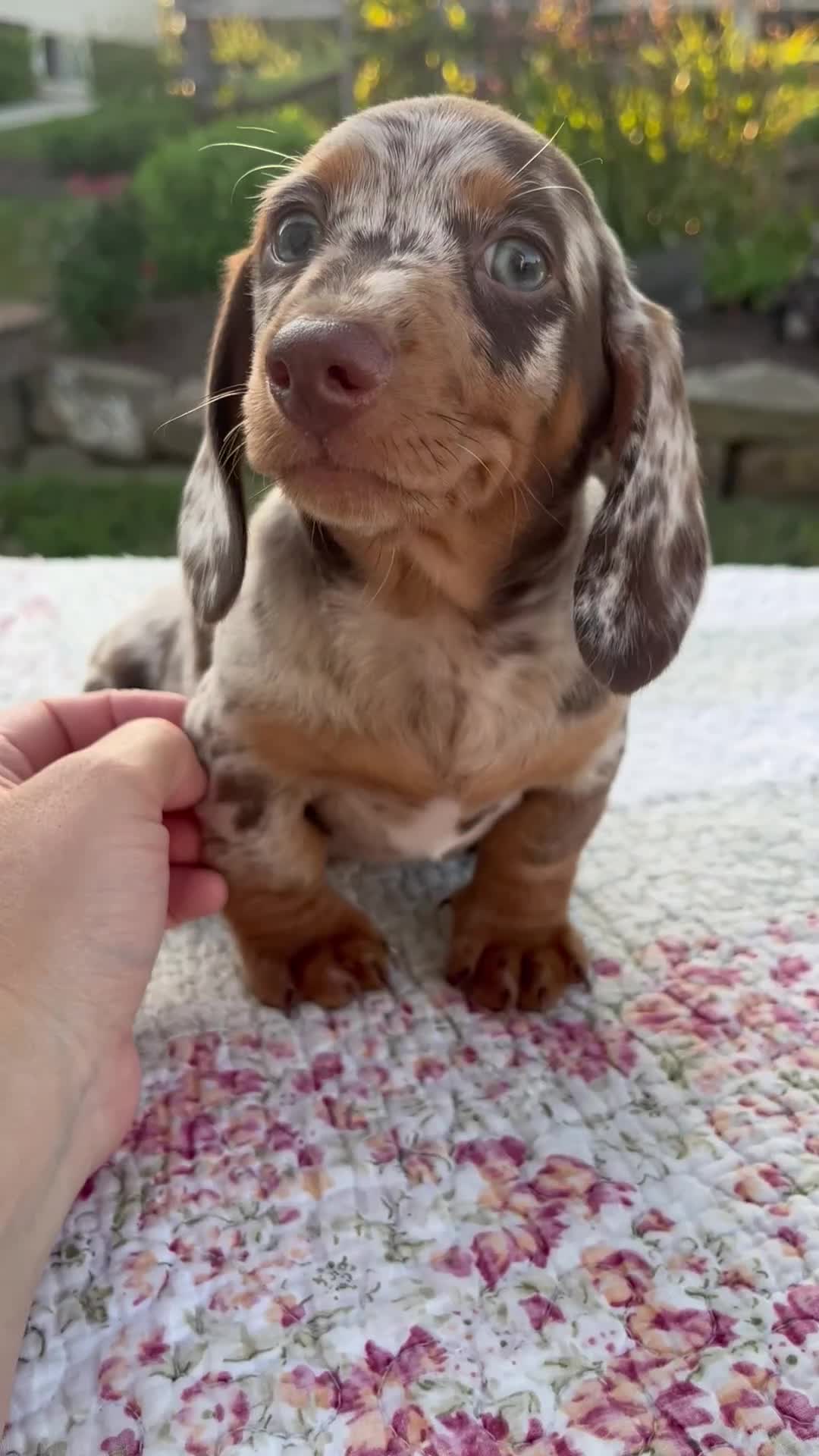 Miniature Dachshund dogs for sale: Noah - Video 1