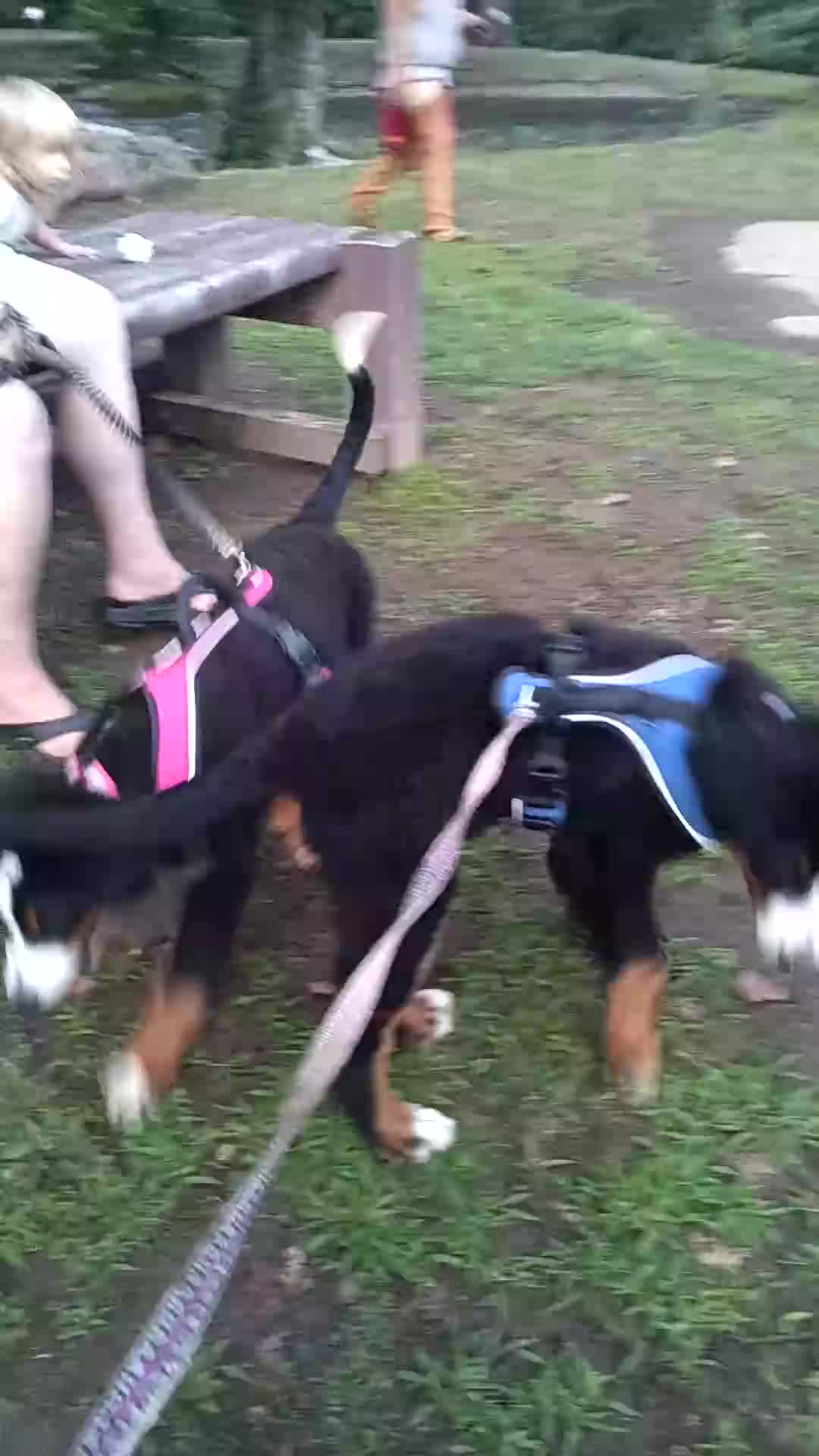 Bernese Mountain Dog dogs for sale: Bernese Mountain Dog 2 - Video 3