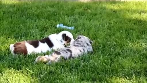 Beabull dogs for sale: Brittany - Video 4