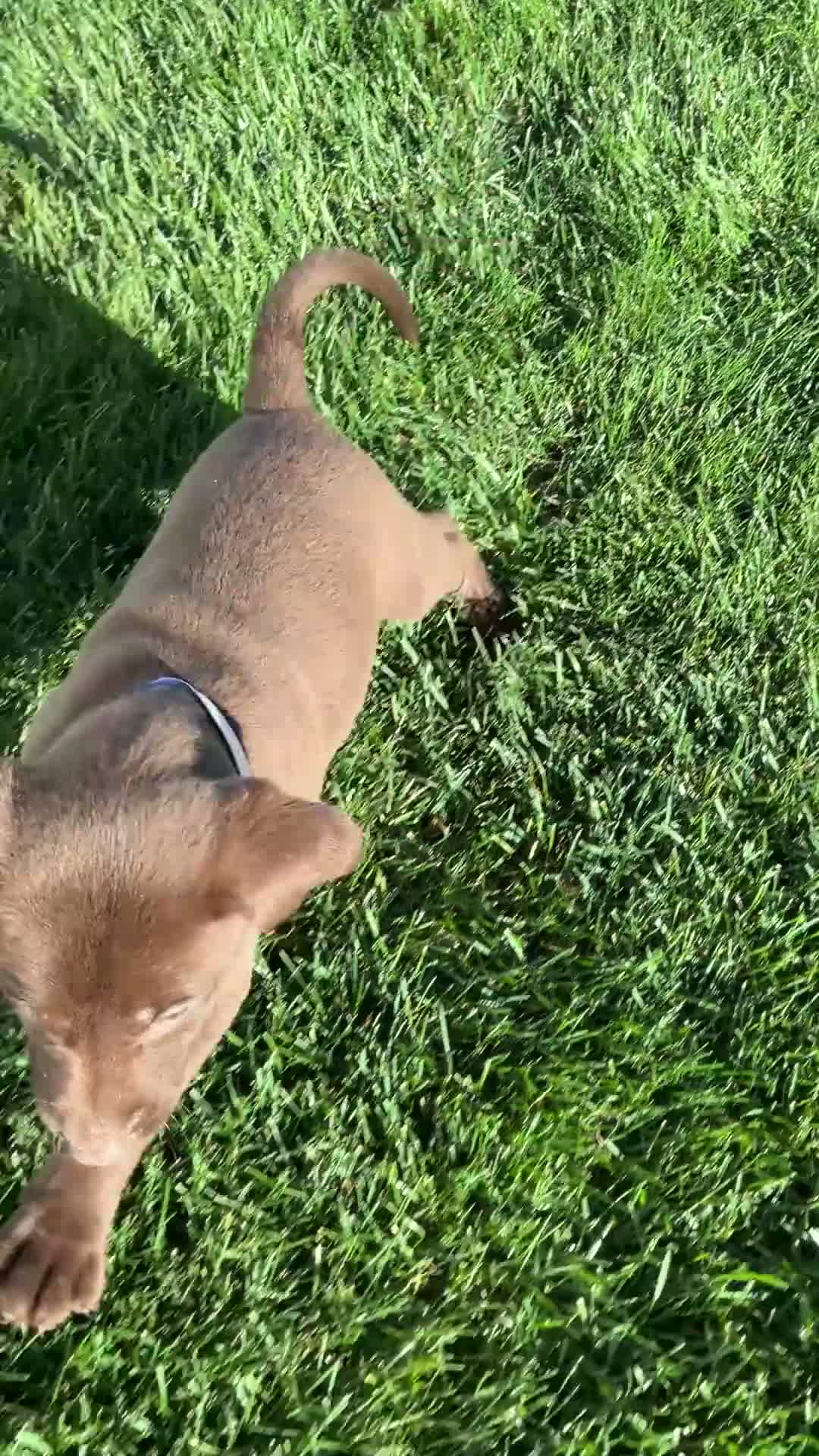 Labrador Retriever dogs for sale: Leo - Video 1