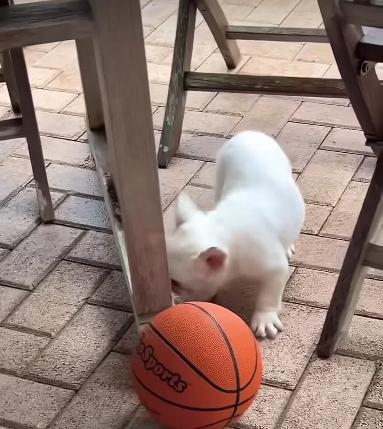 French Bulldog dogs for sale: Willow - Video 1