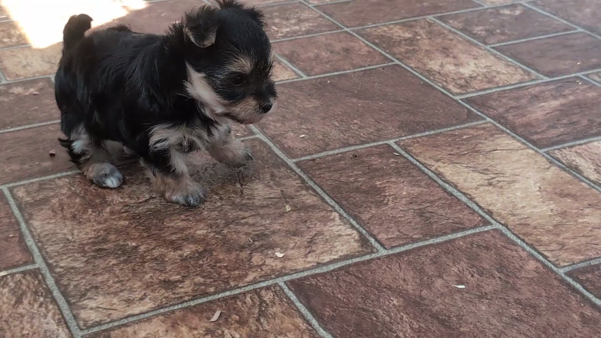 Morkie dogs for sale: Kaila 6 lbs Full Grown - Video 1