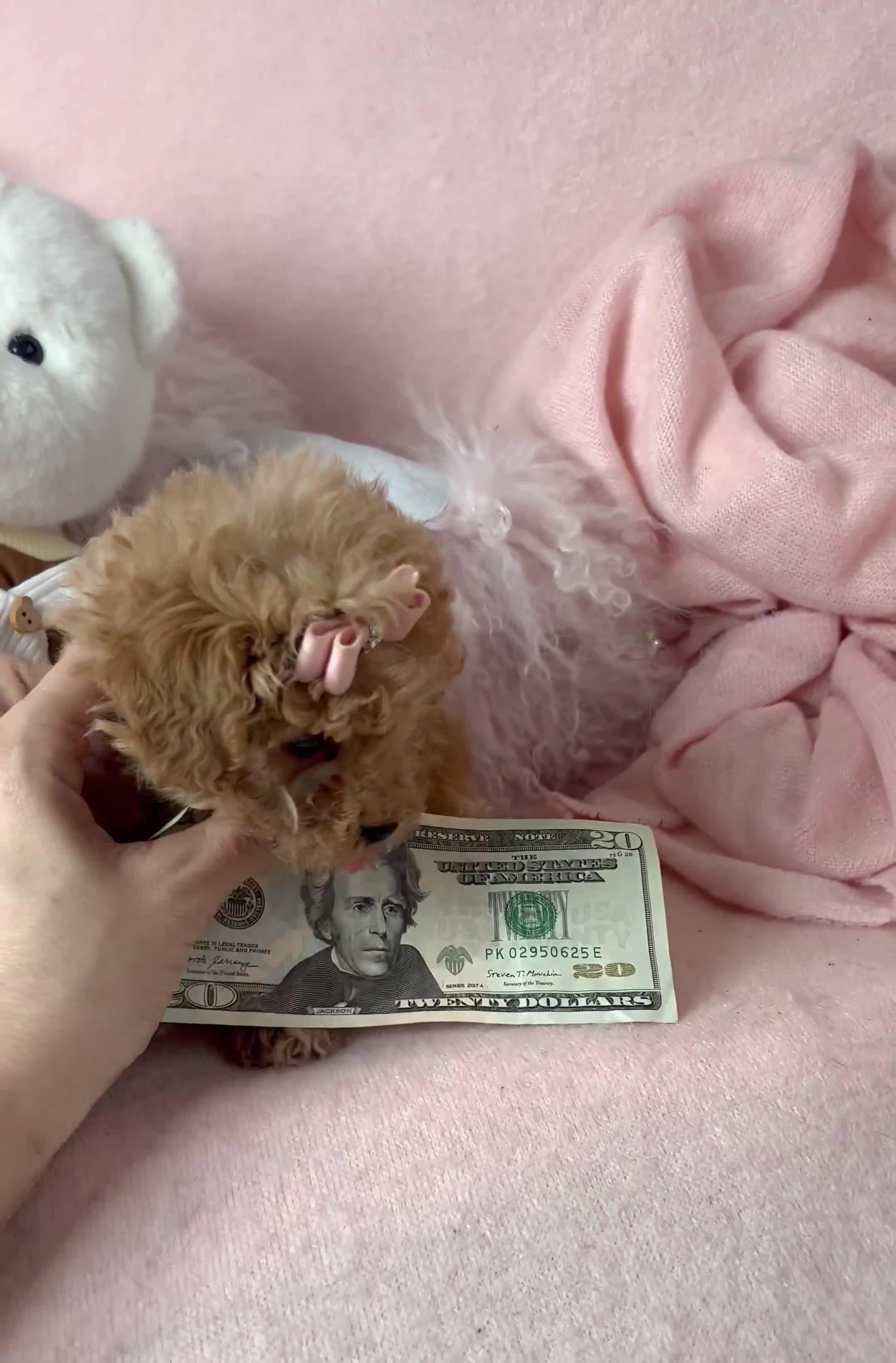 Toy Poodle dogs for sale: Toy Poodle Puppy 1 - Video 1