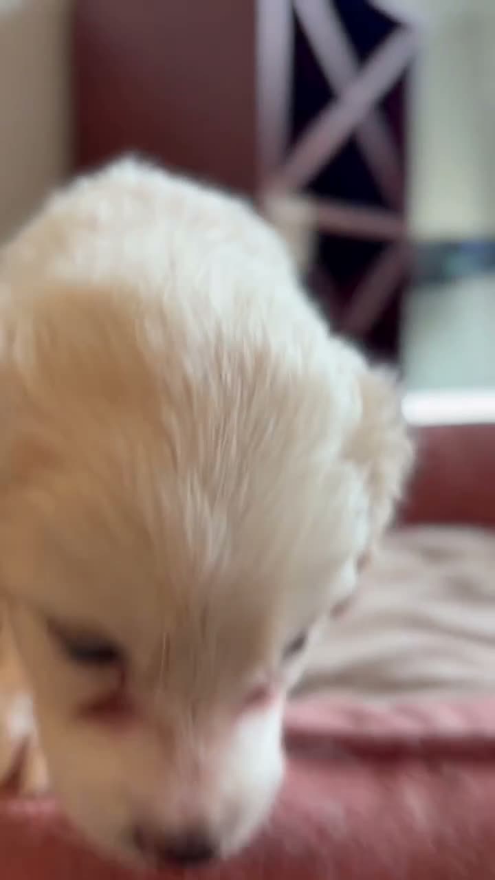 Mixed Breed dogs for sale: Hawk - Video 1