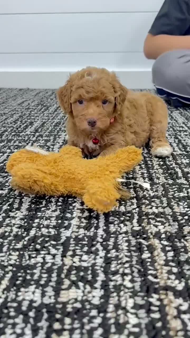 Mini Goldendoodle dogs for sale: Rosie   💖🐶 - Video 1