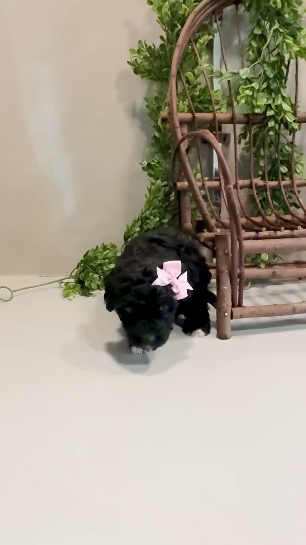 Mini Goldendoodle dogs for sale: Oakley - Video 1