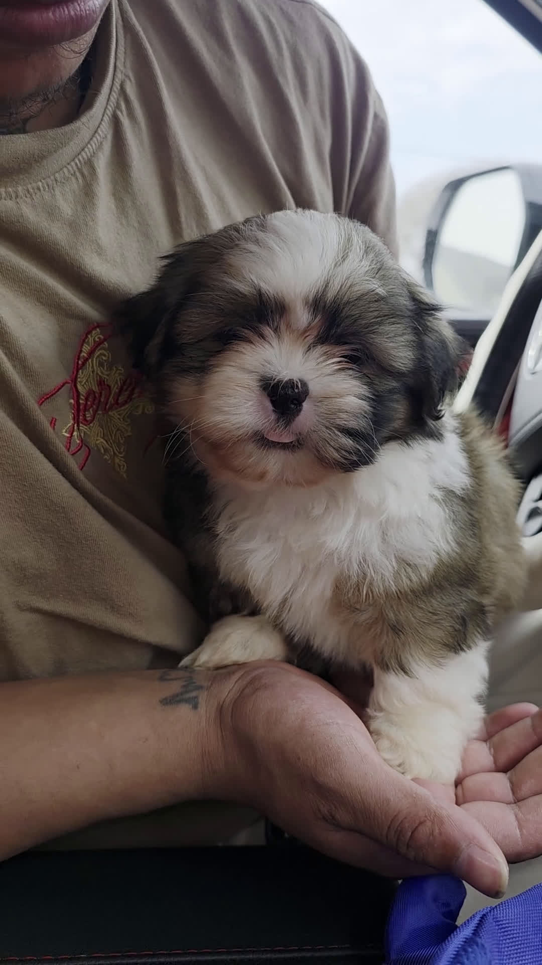 Shih Tzu dogs for sale: Shih Tzu Puppy lina - Video 2