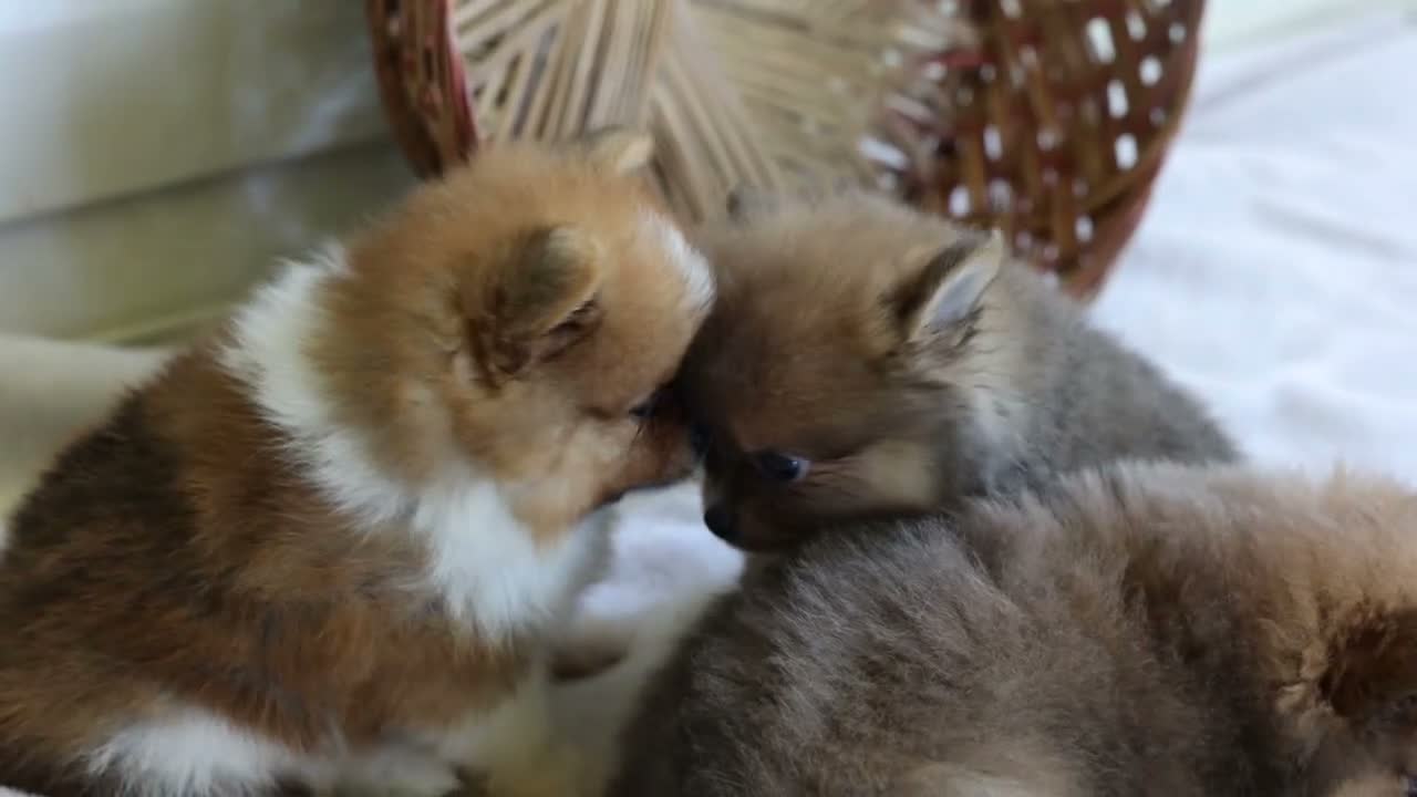 Pomeranian dogs for sale: Maggie - Video 1