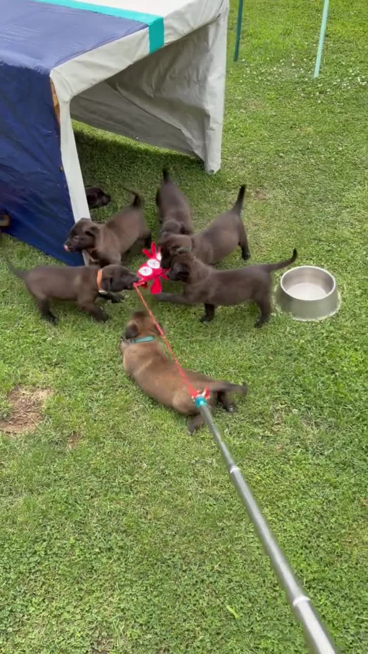 Belgian Malinois dogs for sale: AKC Belgian Malinois - Purple Collar - Video 2