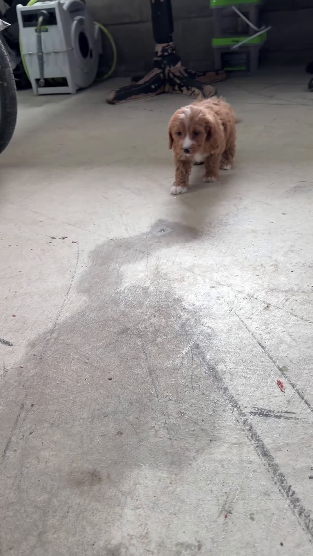 Cavapoo dogs for sale: Maple - Video 1